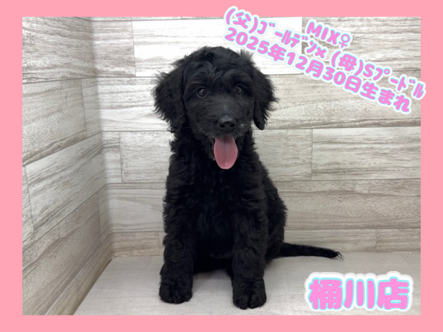 2025年12月30日生まれのゴールデンドゥードゥル(ゴールデン×プードル)