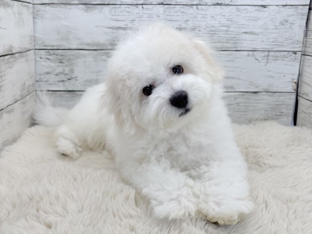 新潟県のビションフリーゼ (かねだいペットトライアル魚沼/2025年11月1日生まれ/男の子/ホワイト)の子犬の1枚目の画像