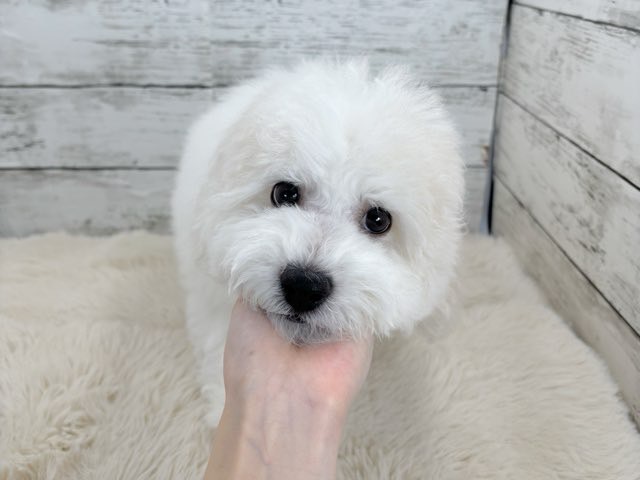 新潟県のビションフリーゼ (かねだいペットトライアル魚沼/2025年11月1日生まれ/男の子/ホワイト)の子犬の2枚目の画像
