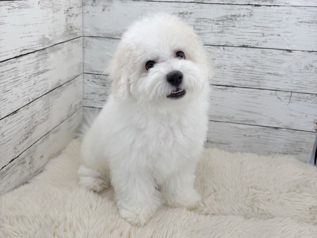 新潟県のビションフリーゼ (かねだいペットトライアル魚沼/2025年11月1日生まれ/男の子/ホワイト)の子犬の3枚目の画像