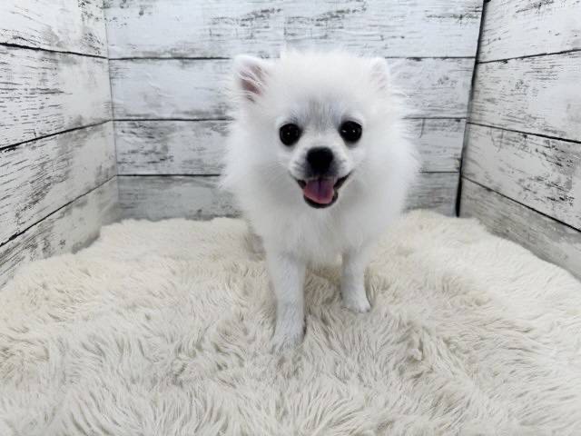 新潟県のポメチワ/チワポメ/ポメチー(ポメラニアン×チワワ) (かねだいペットトライアル魚沼/2025年10月28日生まれ/男の子/クリーム)の子犬の1枚目の画像