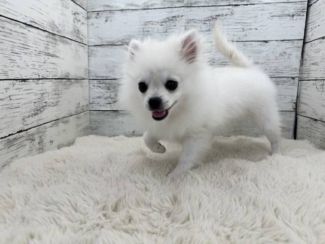 新潟県のポメチワ/チワポメ/ポメチー(ポメラニアン×チワワ) (かねだいペットトライアル魚沼/2025年10月28日生まれ/男の子/クリーム)の子犬の2枚目の画像