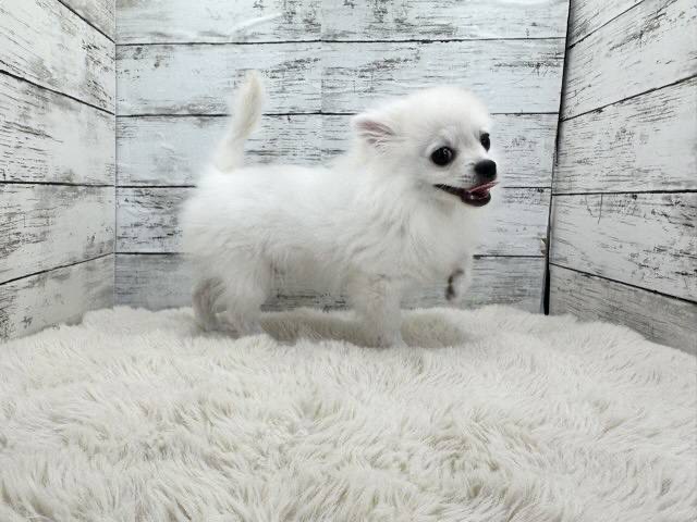 新潟県のポメチワ/チワポメ/ポメチー(ポメラニアン×チワワ) (かねだいペットトライアル魚沼/2025年10月28日生まれ/男の子/クリーム)の子犬の3枚目の画像