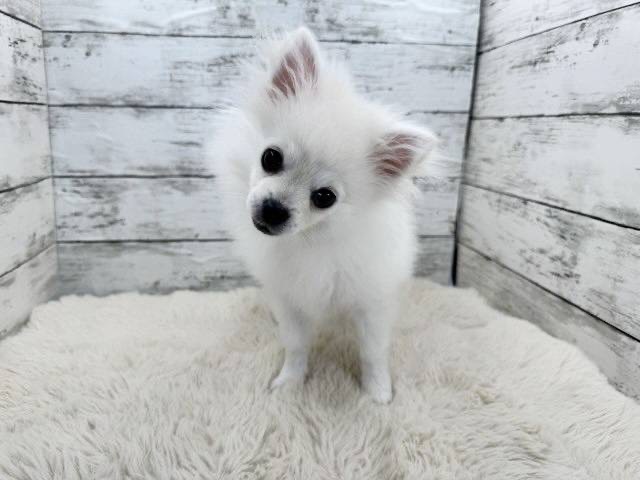 新潟県のポメチワ/チワポメ/ポメチー(ポメラニアン×チワワ) (かねだいペットトライアル魚沼/2025年10月28日生まれ/男の子/クリーム)の子犬の4枚目の画像