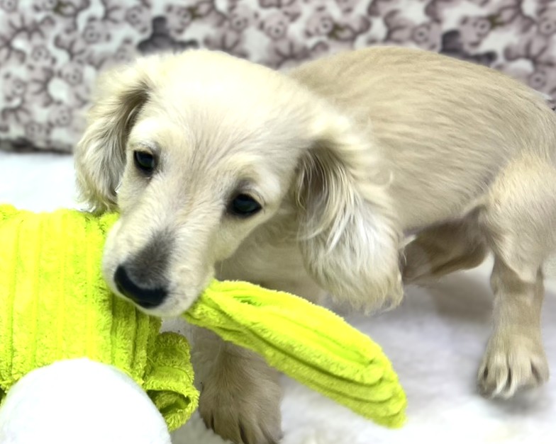 茨城県のミニチュアダックスフンド(ロング) (かねだいペットトライアル利根川/2025年10月25日生まれ/男の子/イエロー)の子犬の4枚目の画像