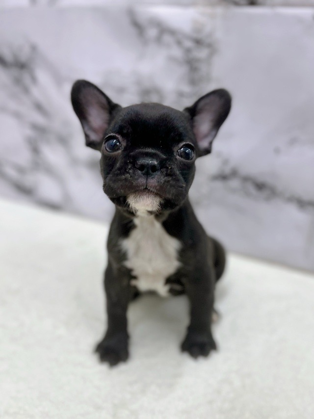 神奈川県のフレンチブルドッグ (かねだい東戸塚店/2025年12月25日生まれ/女の子/ブリンドル)の子犬の1枚目の画像
