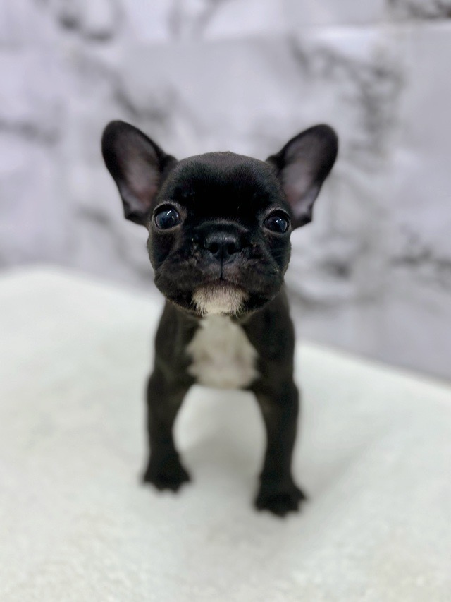 神奈川県のフレンチブルドッグ (かねだい東戸塚店/2025年12月25日生まれ/女の子/ブリンドル)の子犬の2枚目の画像