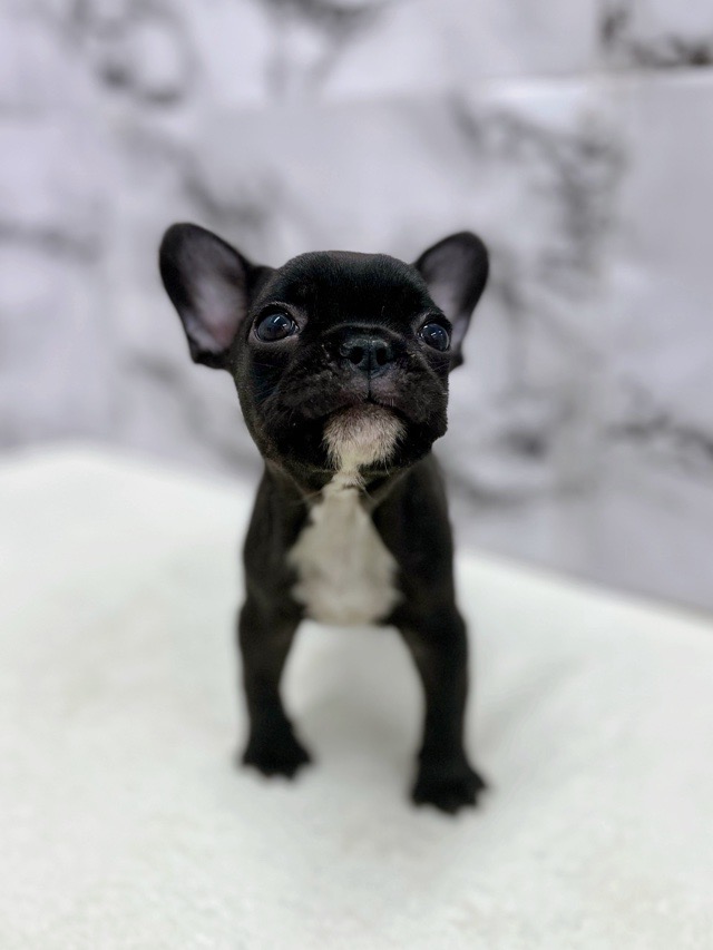 神奈川県のフレンチブルドッグ (かねだい東戸塚店/2025年12月25日生まれ/女の子/ブリンドル)の子犬の3枚目の画像