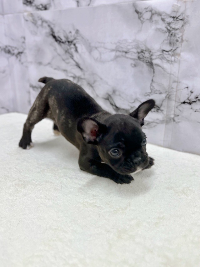 神奈川県のフレンチブルドッグ (かねだい東戸塚店/2025年12月25日生まれ/女の子/ブリンドル)の子犬の4枚目の画像
