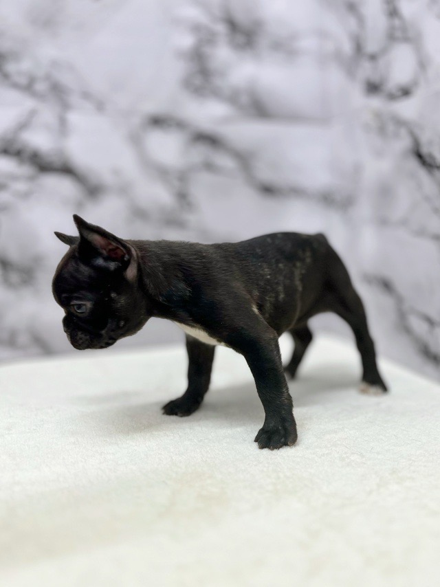 価格の安い⚫️フレンチブルドッグ♀ / ペットショップ【かねだい】