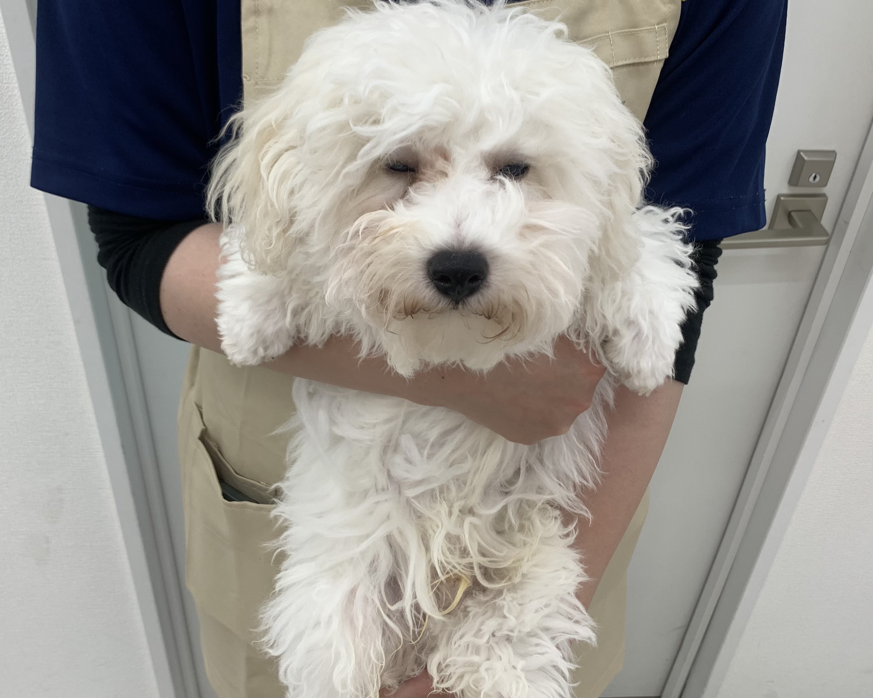 千葉県のビションフリーゼ (かねだい千葉店/2025年10月3日生まれ/男の子/ホワイト)の子犬の1枚目の画像