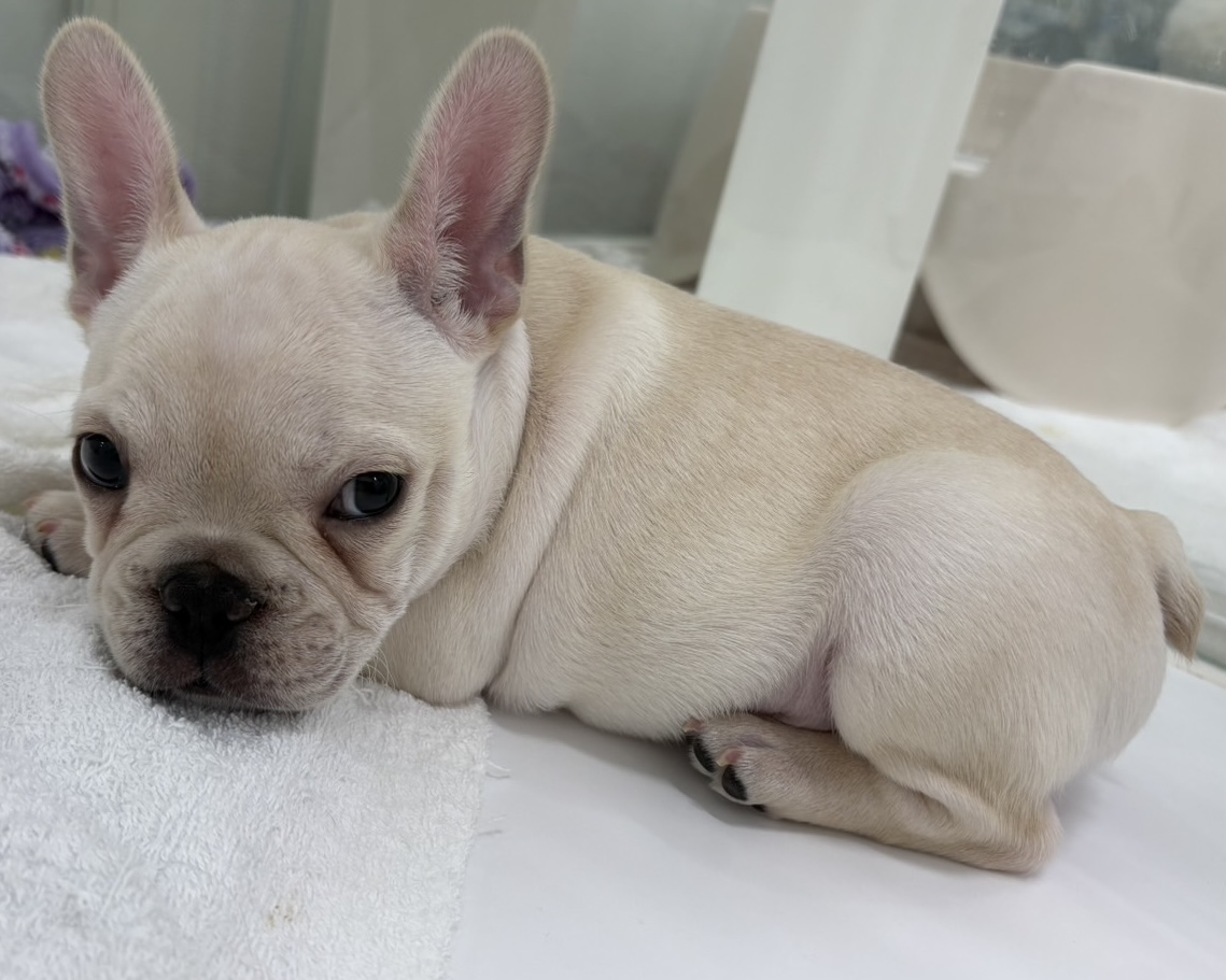 千葉県のフレンチブルドッグ (かねだい千葉店/2025年12月24日生まれ/男の子/クリーム)の子犬の4枚目の画像
