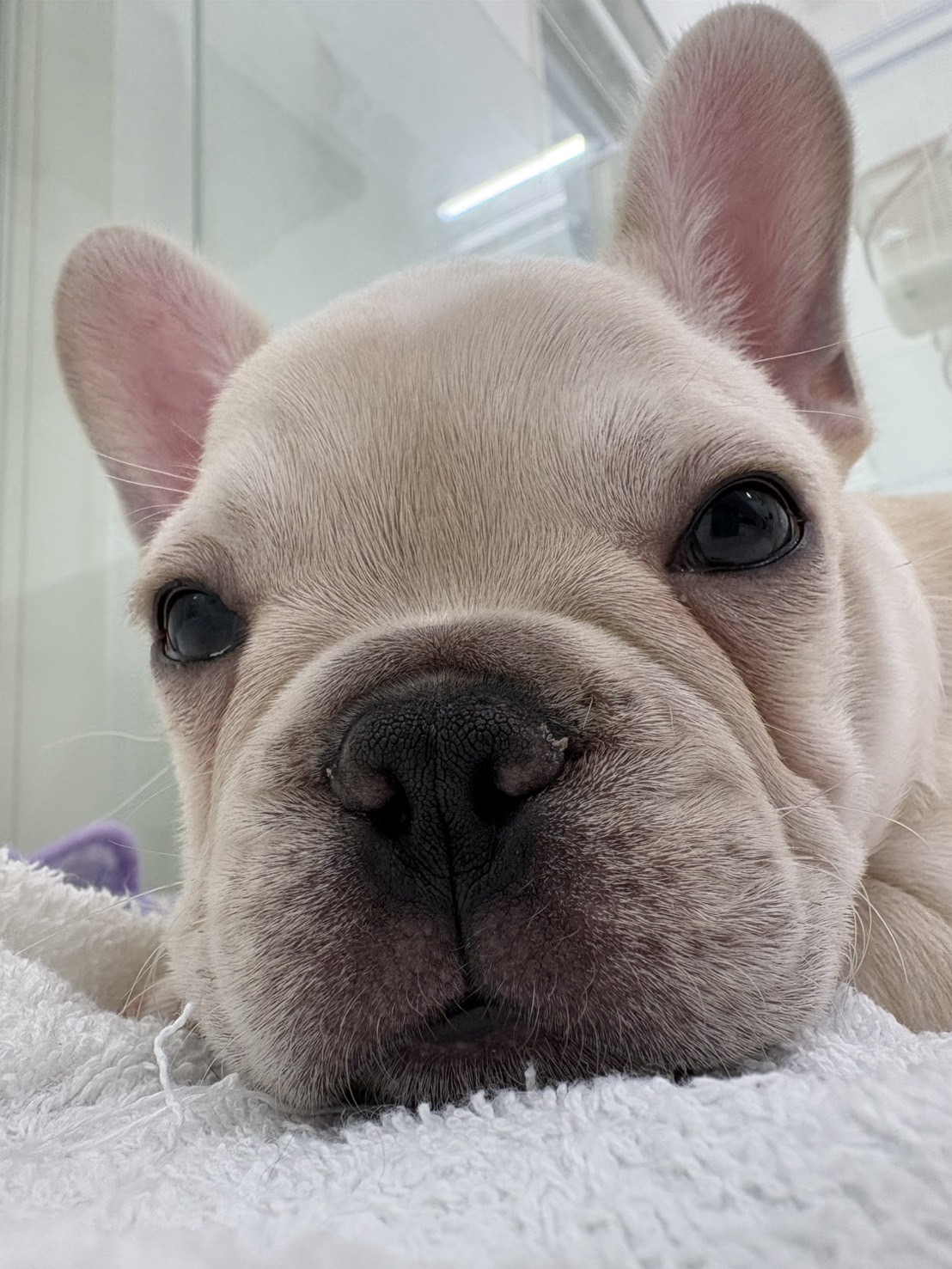 千葉県のフレンチブルドッグ (かねだい千葉店/2025年12月24日生まれ/男の子/クリーム)の子犬の1枚目の画像