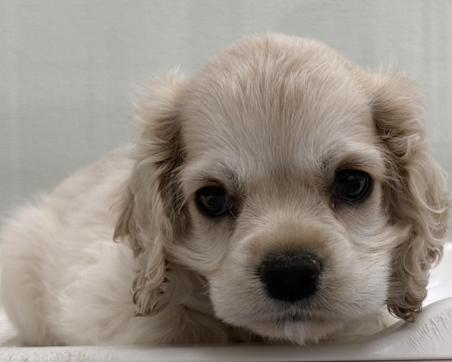 千葉県のアメリカンコッカースパニエル (かねだい千葉店/2025年12月18日生まれ/男の子/バフ)の子犬の2枚目の画像