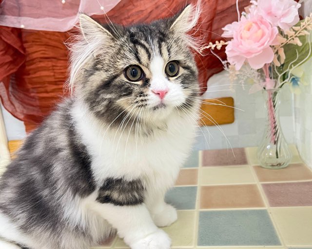 群馬県のスコティッシュフォールド (かねだいペットトライアル前橋/2025年10月24日生まれ/男の子/ブラウンタビーホワイト)の子猫の3枚目の画像