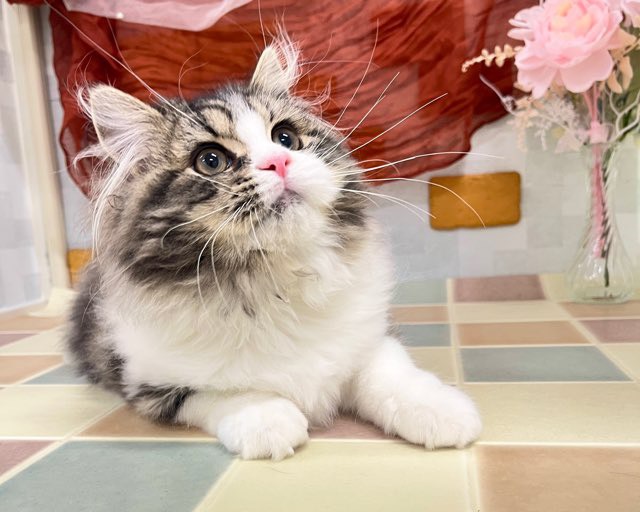 群馬県のスコティッシュフォールド (かねだいペットトライアル前橋/2025年10月24日生まれ/男の子/ブラウンタビーホワイト)の子猫の1枚目の画像