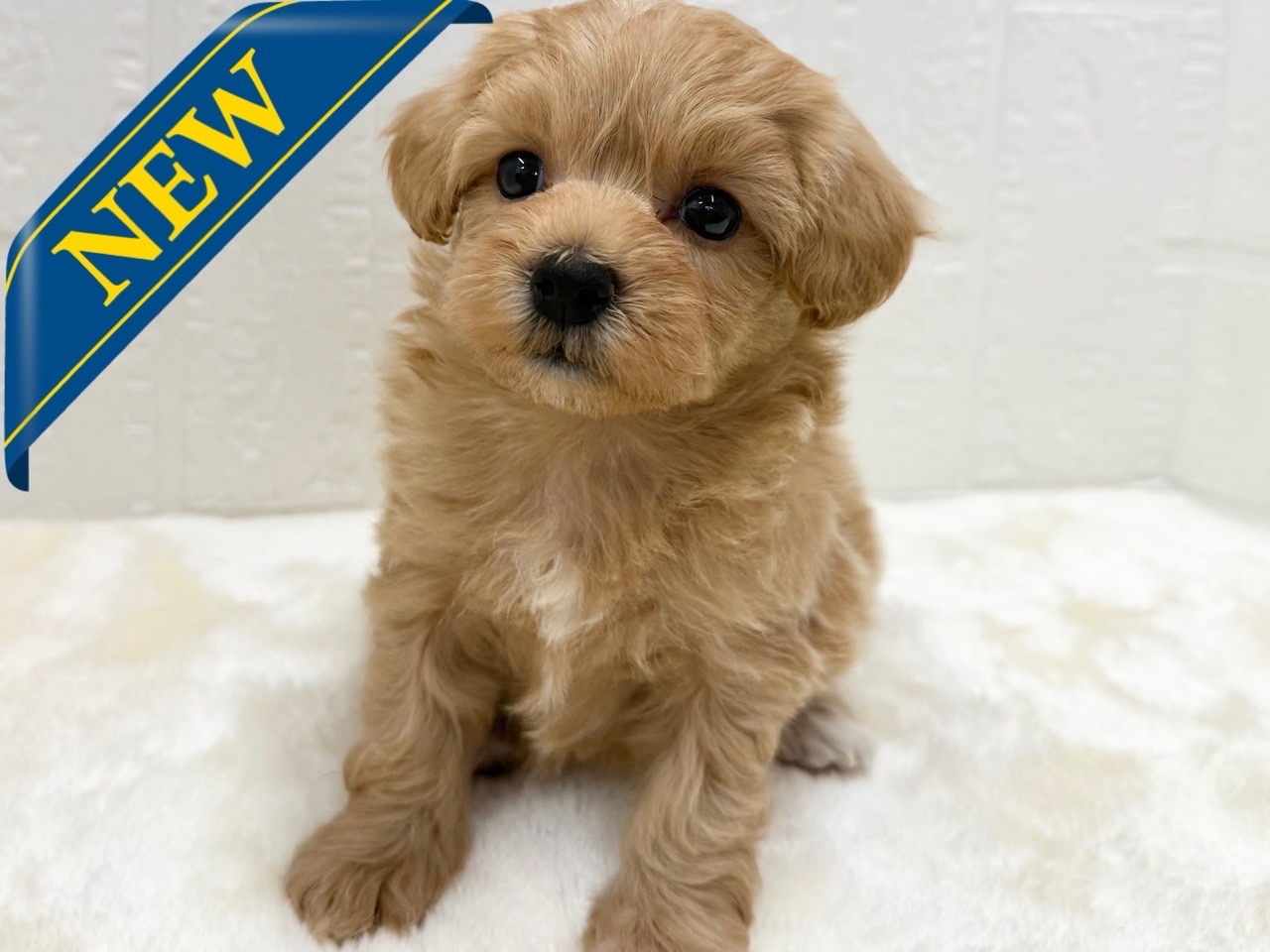 東京都のマルプー(マルチーズ×プードル) (かねだい青梅店/2025年12月31日生まれ/男の子/アプリコット)の子犬の1枚目の画像