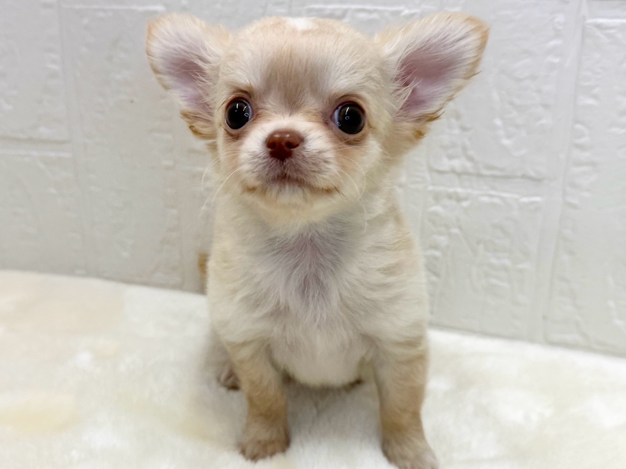 東京都のチワワ(ロング) (かねだい青梅店/2026年1月1日生まれ/男の子/クリーム)の子犬の1枚目の画像