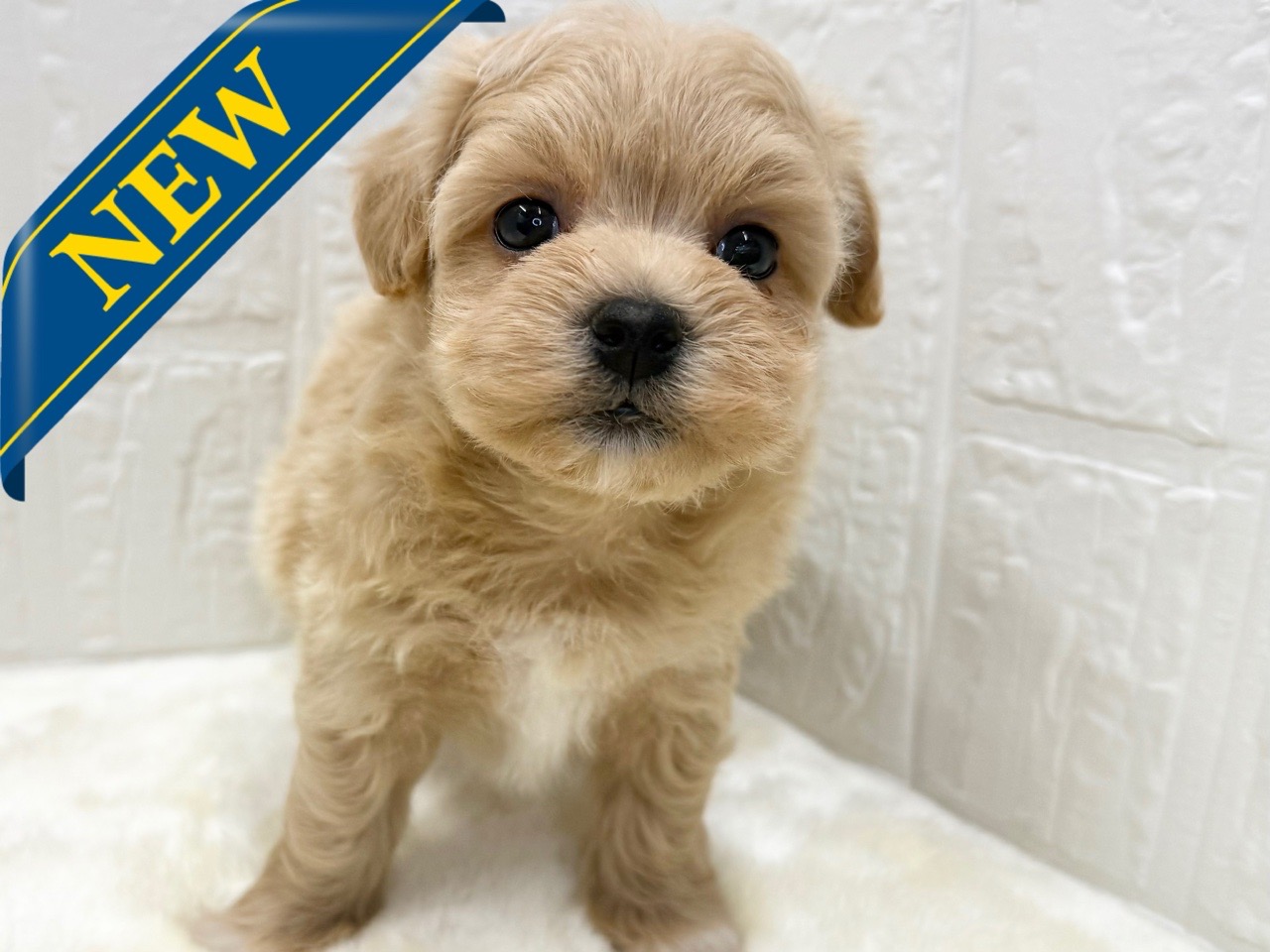 東京都のマルプー(マルチーズ×プードル) (かねだい青梅店/2025年12月31日生まれ/女の子/アプリコット)の子犬の1枚目の画像