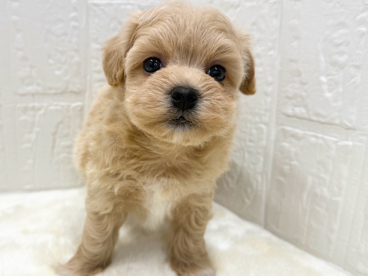 東京都のマルプー(マルチーズ×プードル) (かねだい青梅店/2025年12月31日生まれ/女の子/アプリコット)の子犬の2枚目の画像