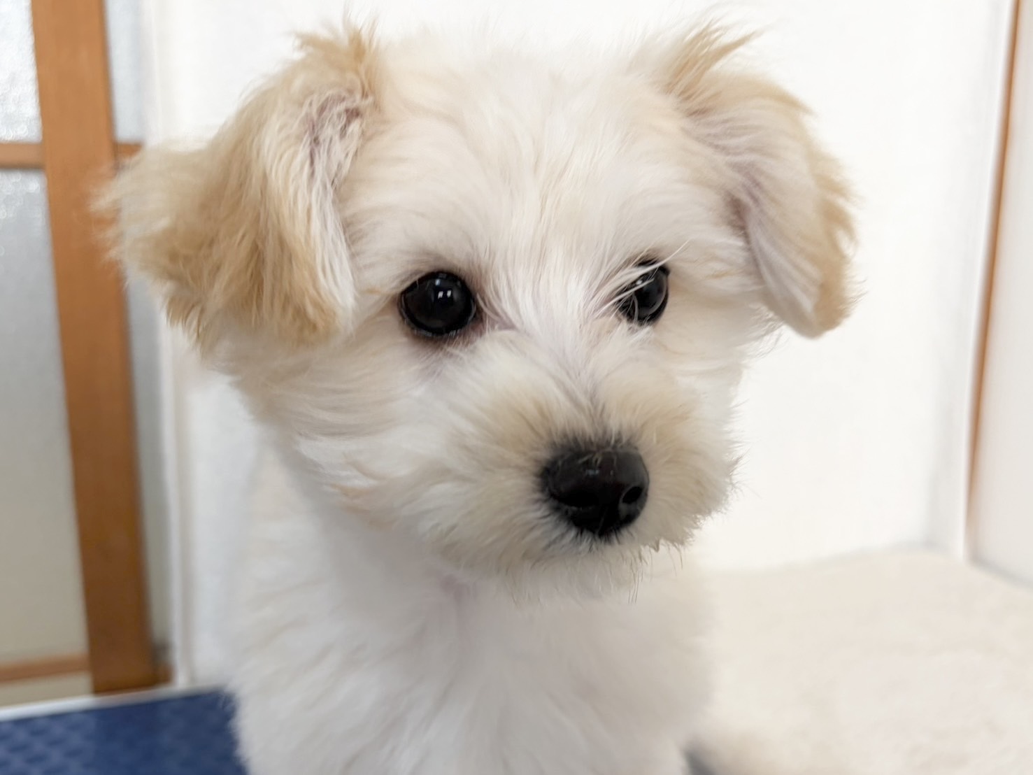 群馬県のマルプー(マルチーズ×プードル) (かねだいペットトライアル桐生/2025年10月14日生まれ/男の子/クリーム)の子犬の2枚目の画像