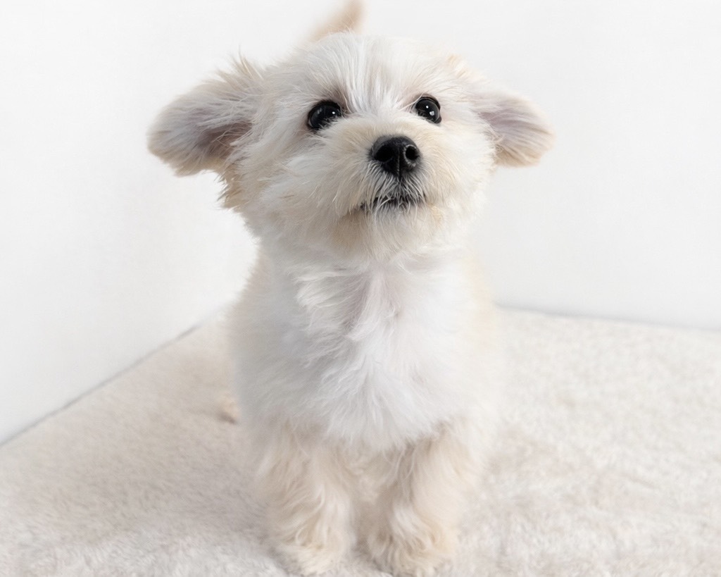 群馬県のマルプー(マルチーズ×プードル) (かねだいペットトライアル桐生/2025年10月14日生まれ/男の子/クリーム)の子犬の1枚目の画像