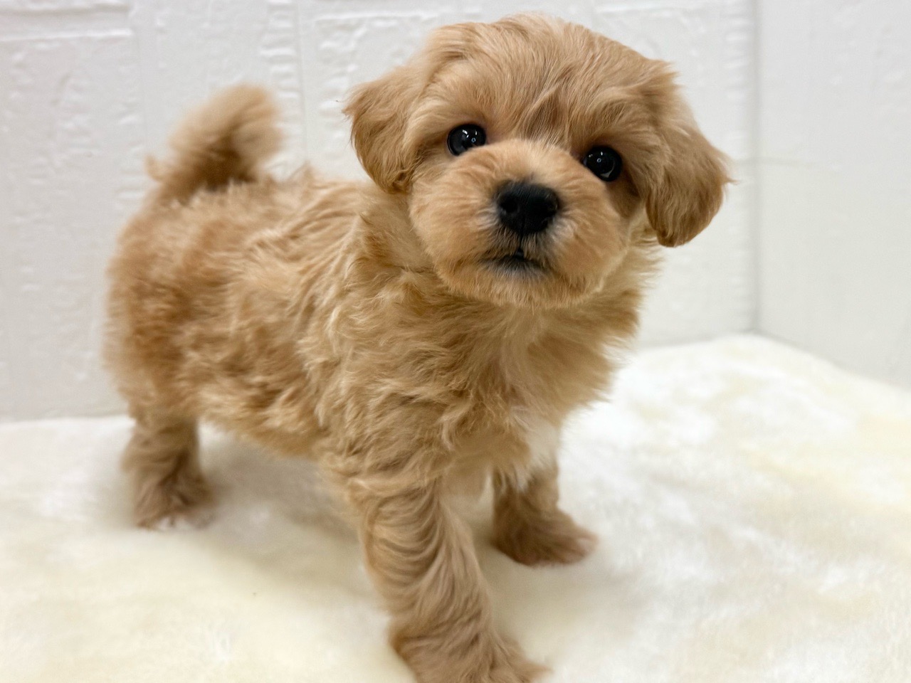 東京都のマルプー(マルチーズ×プードル) (かねだい青梅店/2025年12月31日生まれ/男の子/アプリコット)の子犬の2枚目の画像