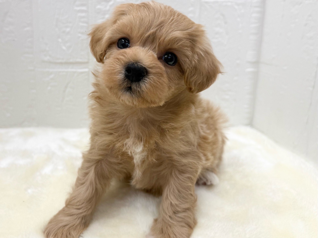 東京都のマルプー(マルチーズ×プードル) (かねだい青梅店/2025年12月31日生まれ/男の子/アプリコット)の子犬の4枚目の画像