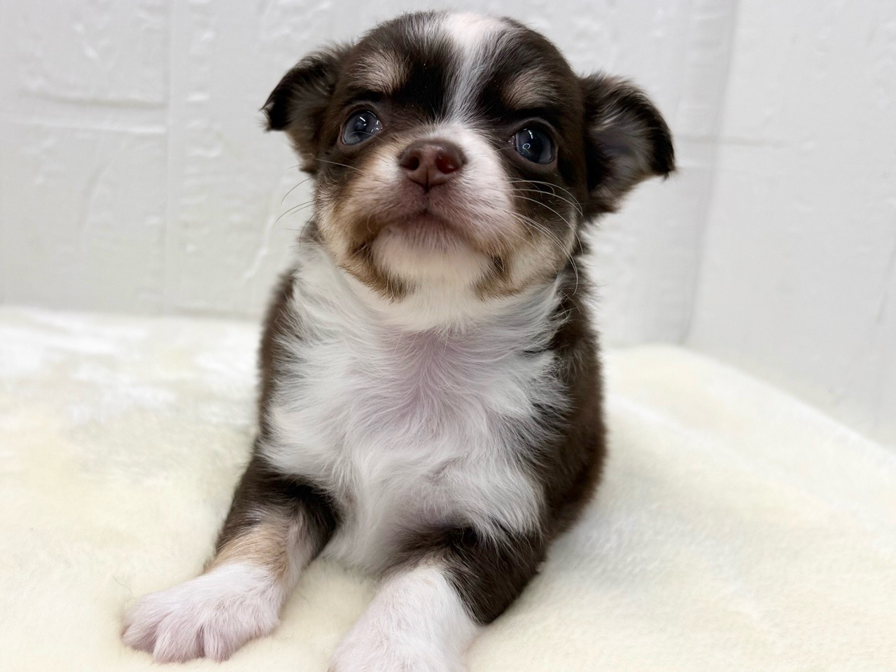 東京都のチワパピ (かねだい青梅店/2026年1月1日生まれ/女の子/チョコレートタンホワイト)の子犬の1枚目の画像