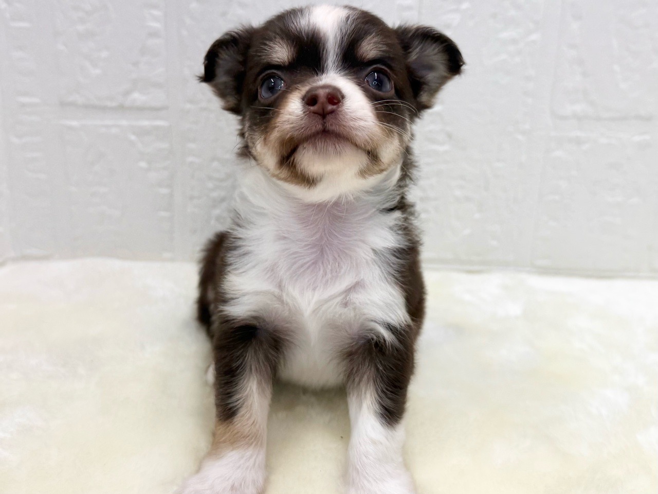 東京都のチワパピ (かねだい青梅店/2026年1月1日生まれ/女の子/チョコレートタンホワイト)の子犬の2枚目の画像