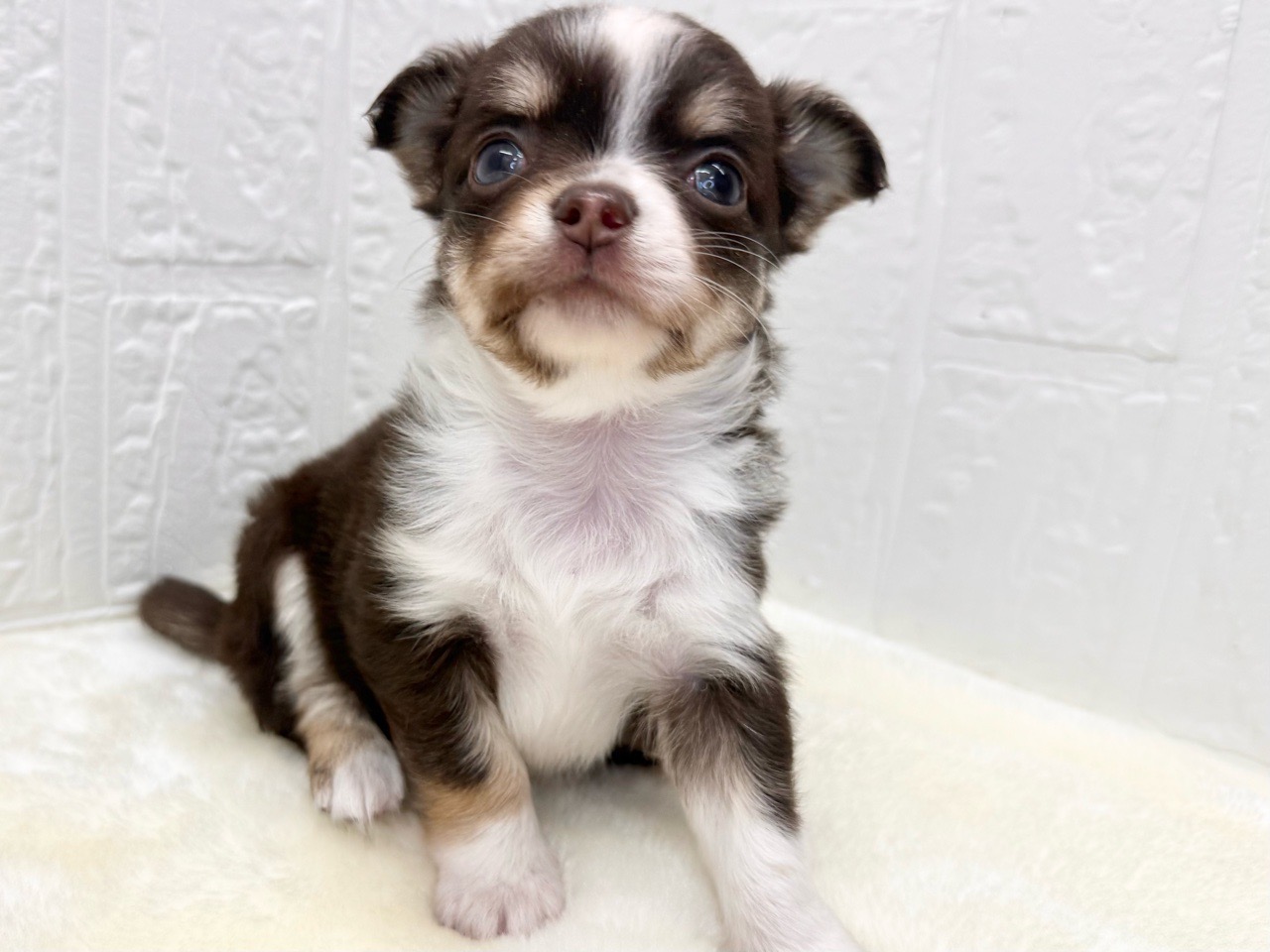 東京都のチワパピ (かねだい青梅店/2026年1月1日生まれ/女の子/チョコレートタンホワイト)の子犬の3枚目の画像