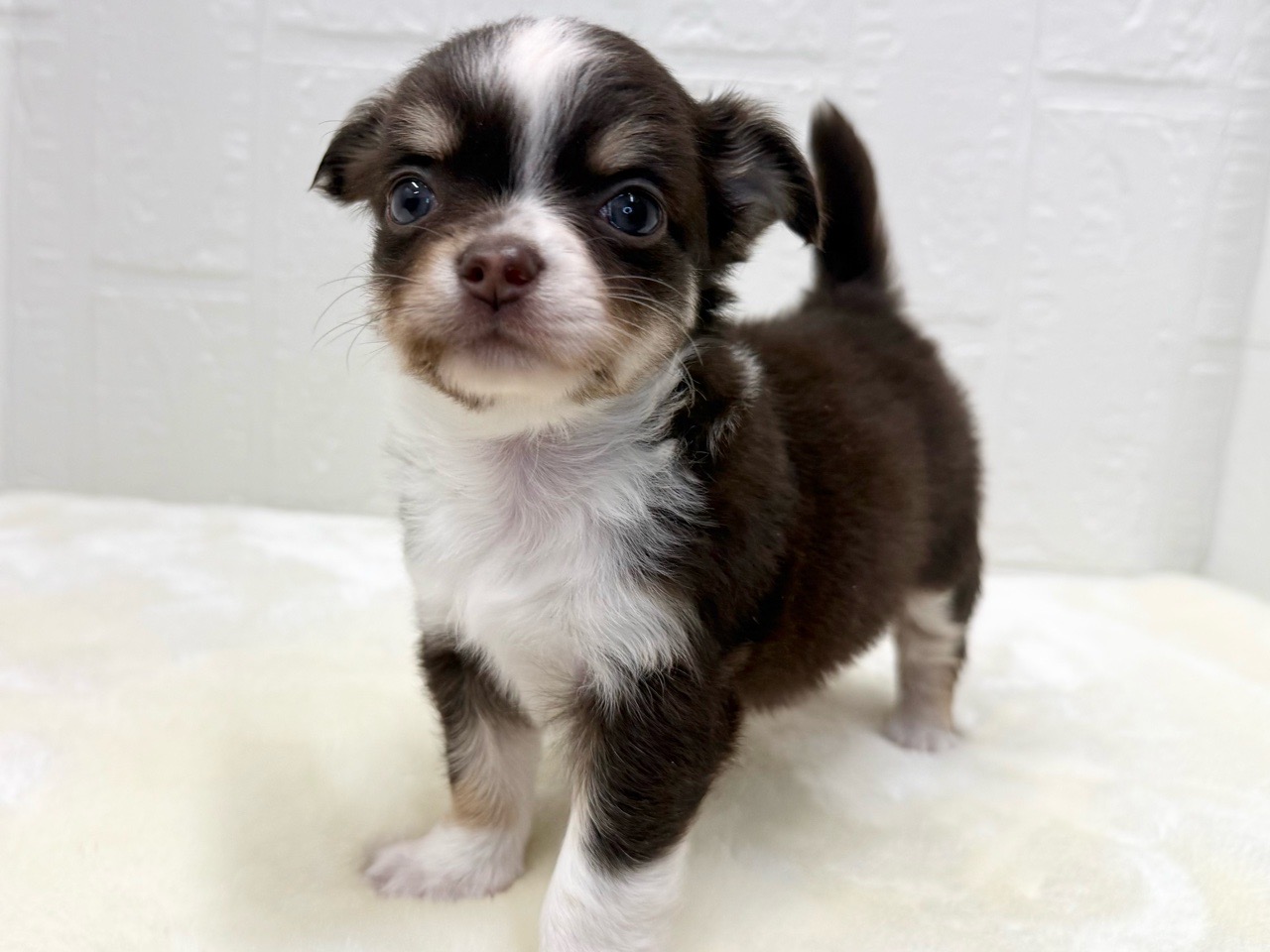 東京都のチワパピ (かねだい青梅店/2026年1月1日生まれ/女の子/チョコレートタンホワイト)の子犬の4枚目の画像