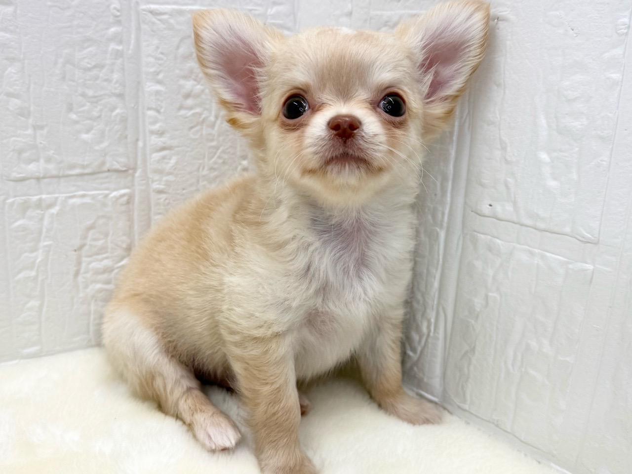 東京都のチワワ(ロング) (かねだい青梅店/2026年1月1日生まれ/男の子/クリーム)の子犬の2枚目の画像