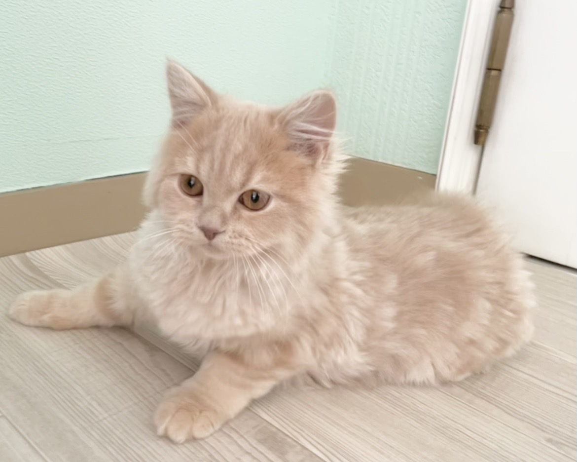 群馬県のスコティッシュフォールド (かねだいペットトライアル桐生/2025年10月28日生まれ/男の子/クリーム)の子猫の1枚目の画像