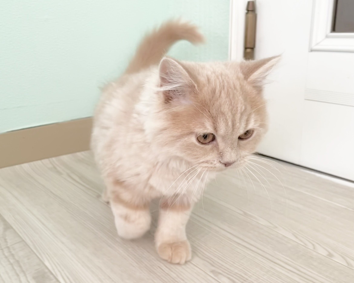 群馬県のスコティッシュフォールド (かねだいペットトライアル桐生/2025年10月28日生まれ/男の子/クリーム)の子猫の2枚目の画像