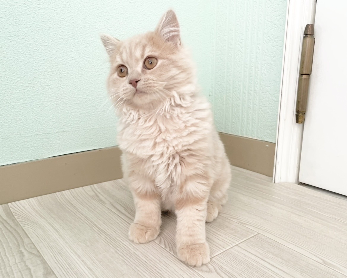 群馬県のスコティッシュフォールド (かねだいペットトライアル桐生/2025年10月28日生まれ/男の子/クリーム)の子猫の3枚目の画像