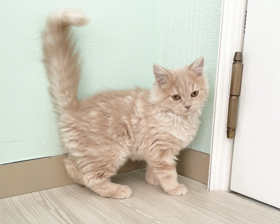 群馬県のスコティッシュフォールド (かねだいペットトライアル桐生/2025年10月28日生まれ/男の子/クリーム)の子猫の4枚目の画像