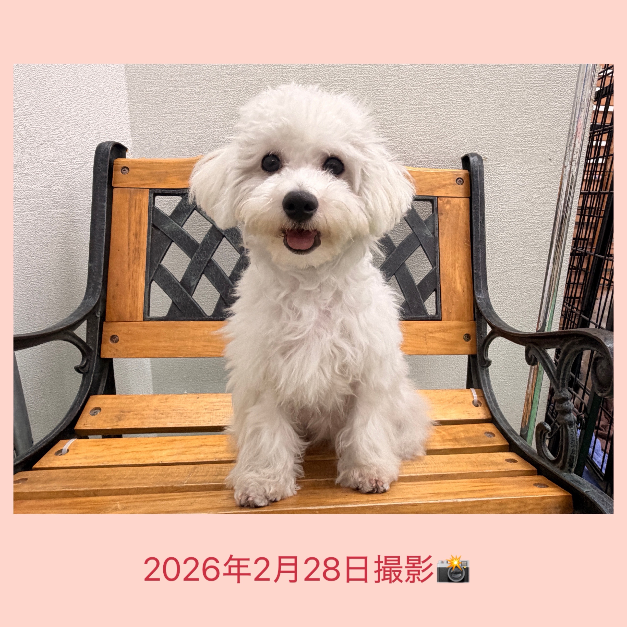 埼玉県のビションフリーゼ (かねだい桶川店/2025年8月31日生まれ/女の子/ホワイト)の子犬の3枚目の画像