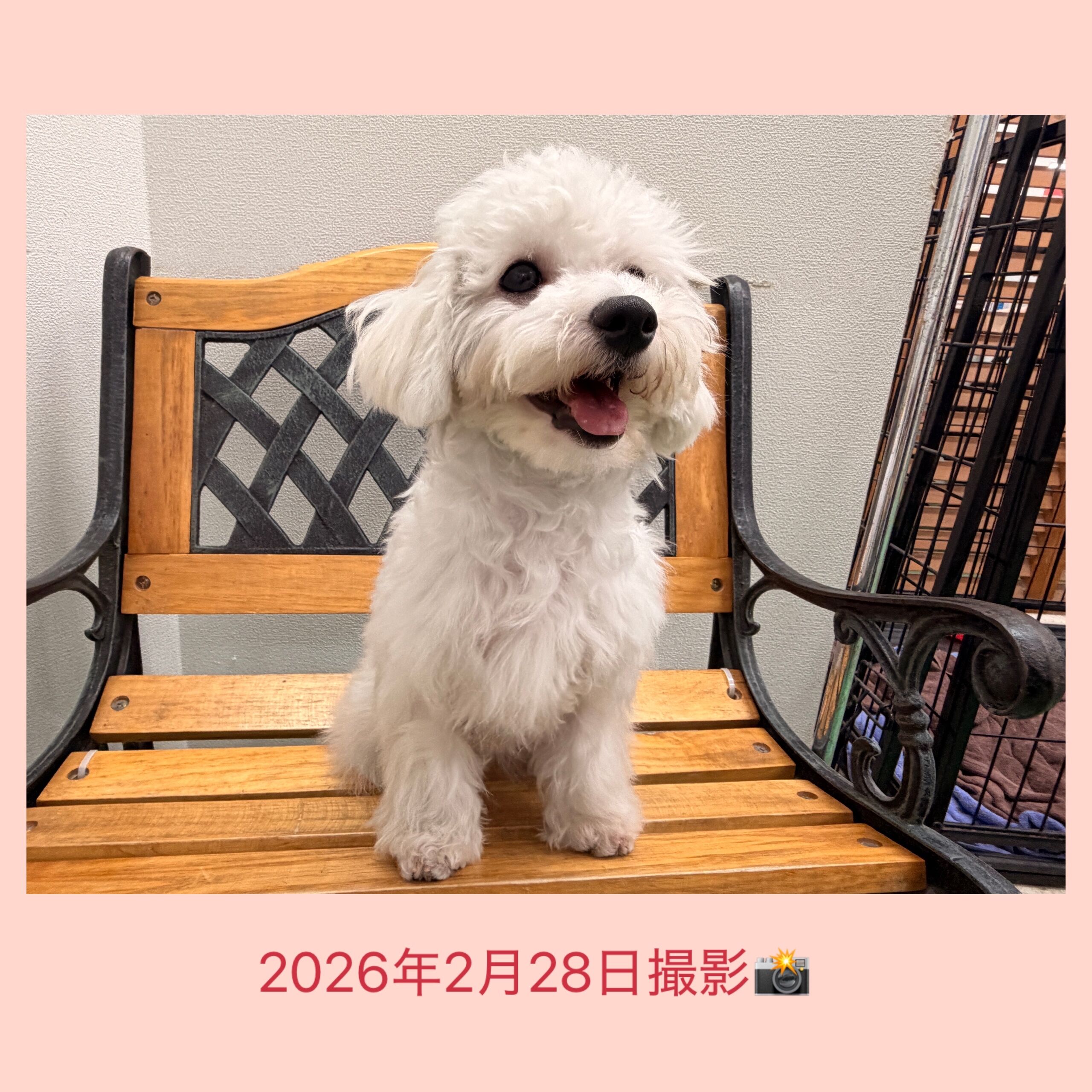 埼玉県のビションフリーゼ (かねだい桶川店/2025年8月31日生まれ/女の子/ホワイト)の子犬の4枚目の画像