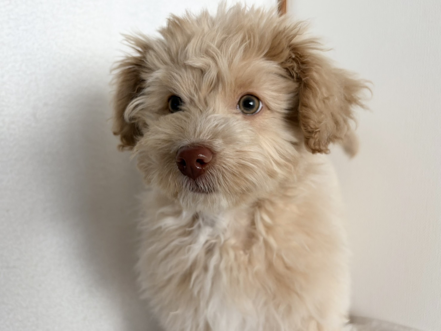 群馬県のポメプー(ポメラニアン×プードル) (かねだいペットトライアル桐生/2025年10月29日生まれ/男の子/クリーム)の子犬の2枚目の画像