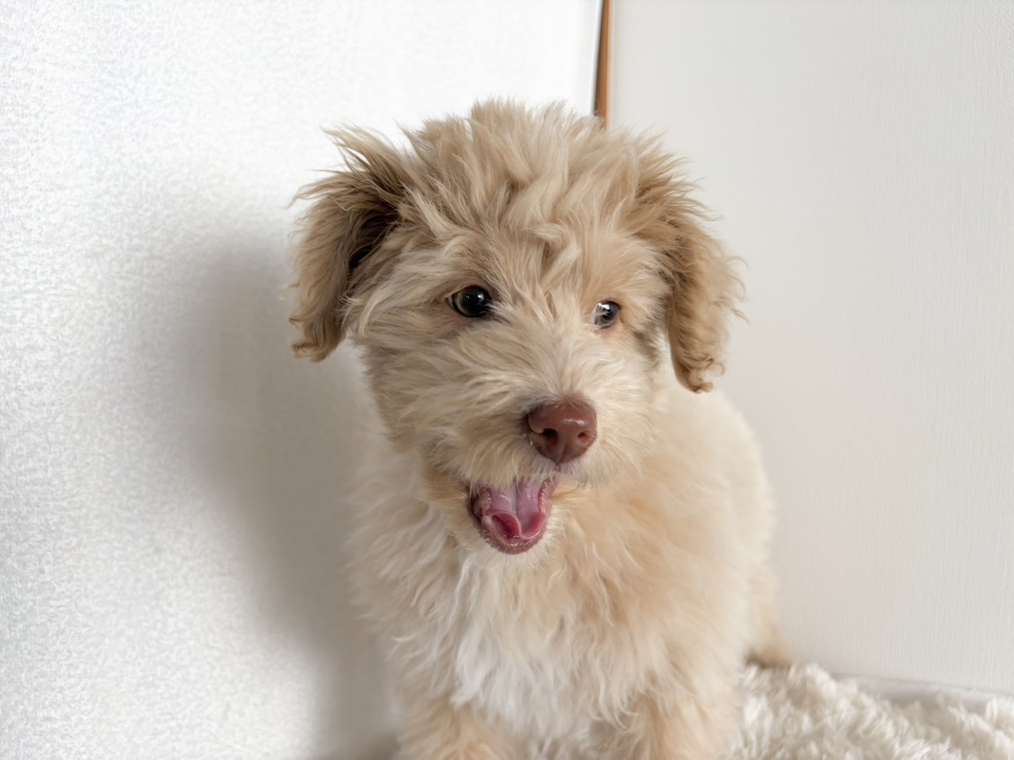 群馬県のポメプー(ポメラニアン×プードル) (かねだいペットトライアル桐生/2025年10月29日生まれ/男の子/クリーム)の子犬の4枚目の画像