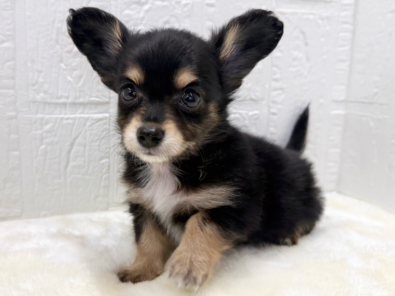 東京都のチワックス(チワワ×ダックス) (かねだい青梅店/2025年12月31日生まれ/男の子/ブラックタン)の子犬の1枚目の画像