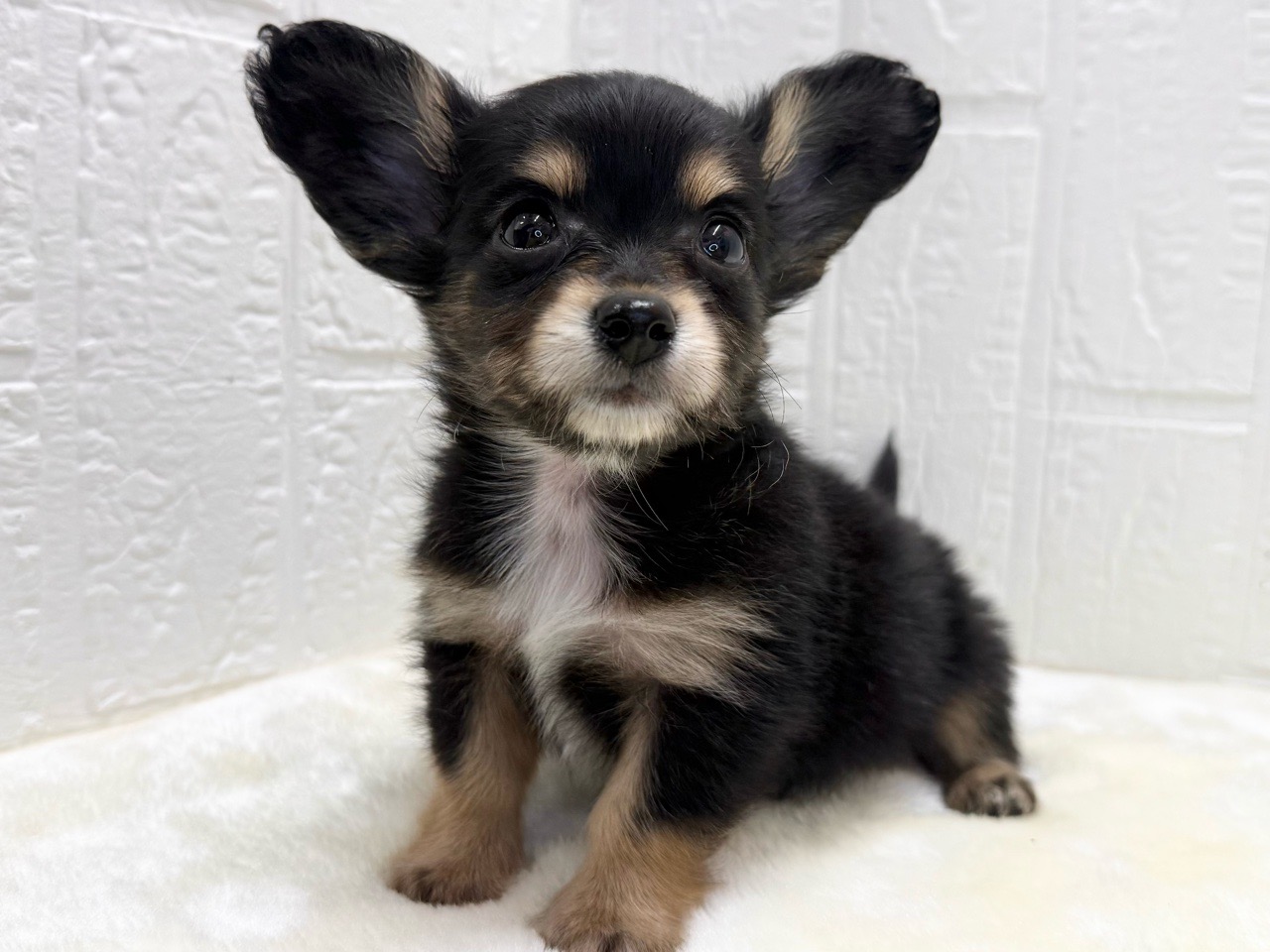 東京都のチワックス(チワワ×ダックス) (かねだい青梅店/2025年12月31日生まれ/男の子/ブラックタン)の子犬の2枚目の画像