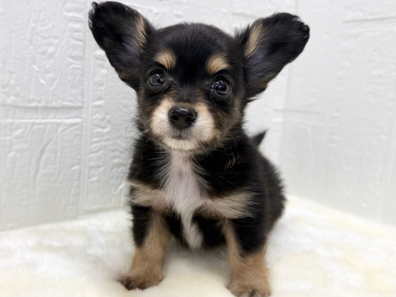 東京都のチワックス(チワワ×ダックス) (かねだい青梅店/2025年12月31日生まれ/男の子/ブラックタン)の子犬の3枚目の画像