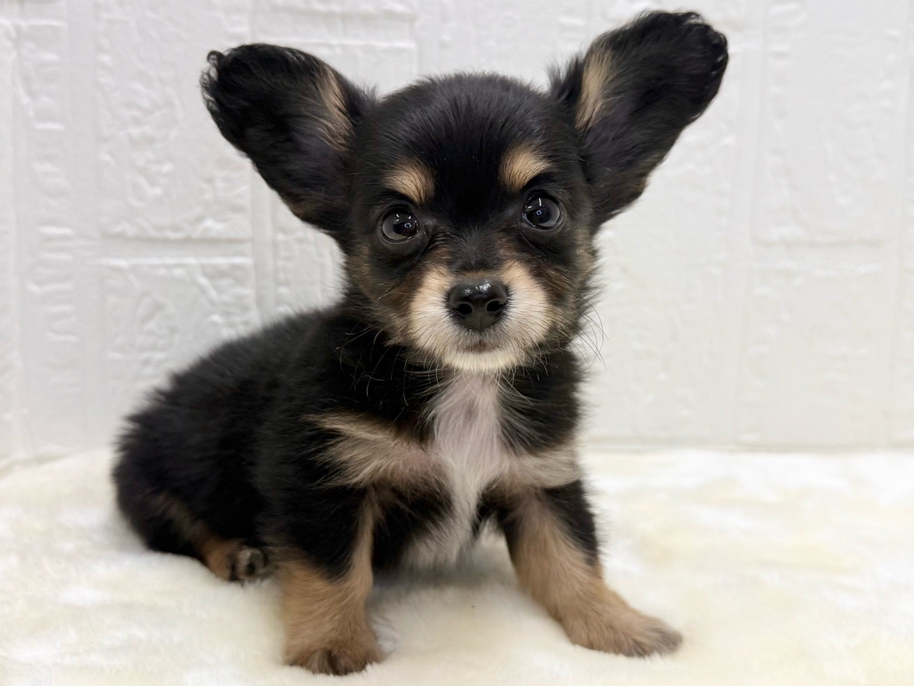 東京都のチワックス(チワワ×ダックス) (かねだい青梅店/2025年12月31日生まれ/男の子/ブラックタン)の子犬の4枚目の画像