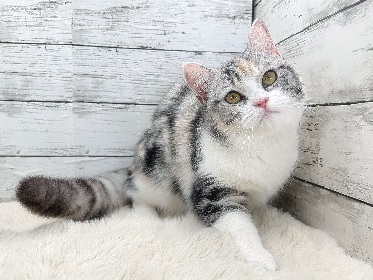 新潟県のミヌエット (かねだいペットトライアル魚沼/2025年6月18日生まれ/女の子/シルバーパッチドタビーホワイト)の子猫の1枚目の画像