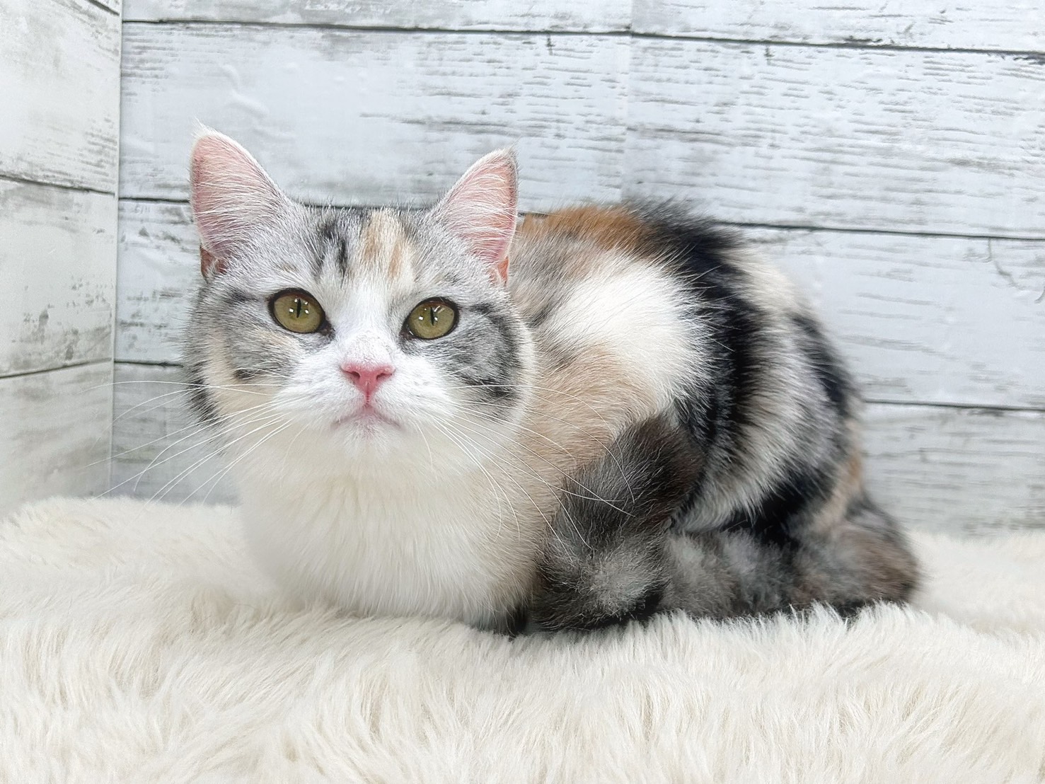 新潟県のミヌエット (かねだいペットトライアル魚沼/2025年6月18日生まれ/女の子/シルバーパッチドタビーホワイト)の子猫の2枚目の画像