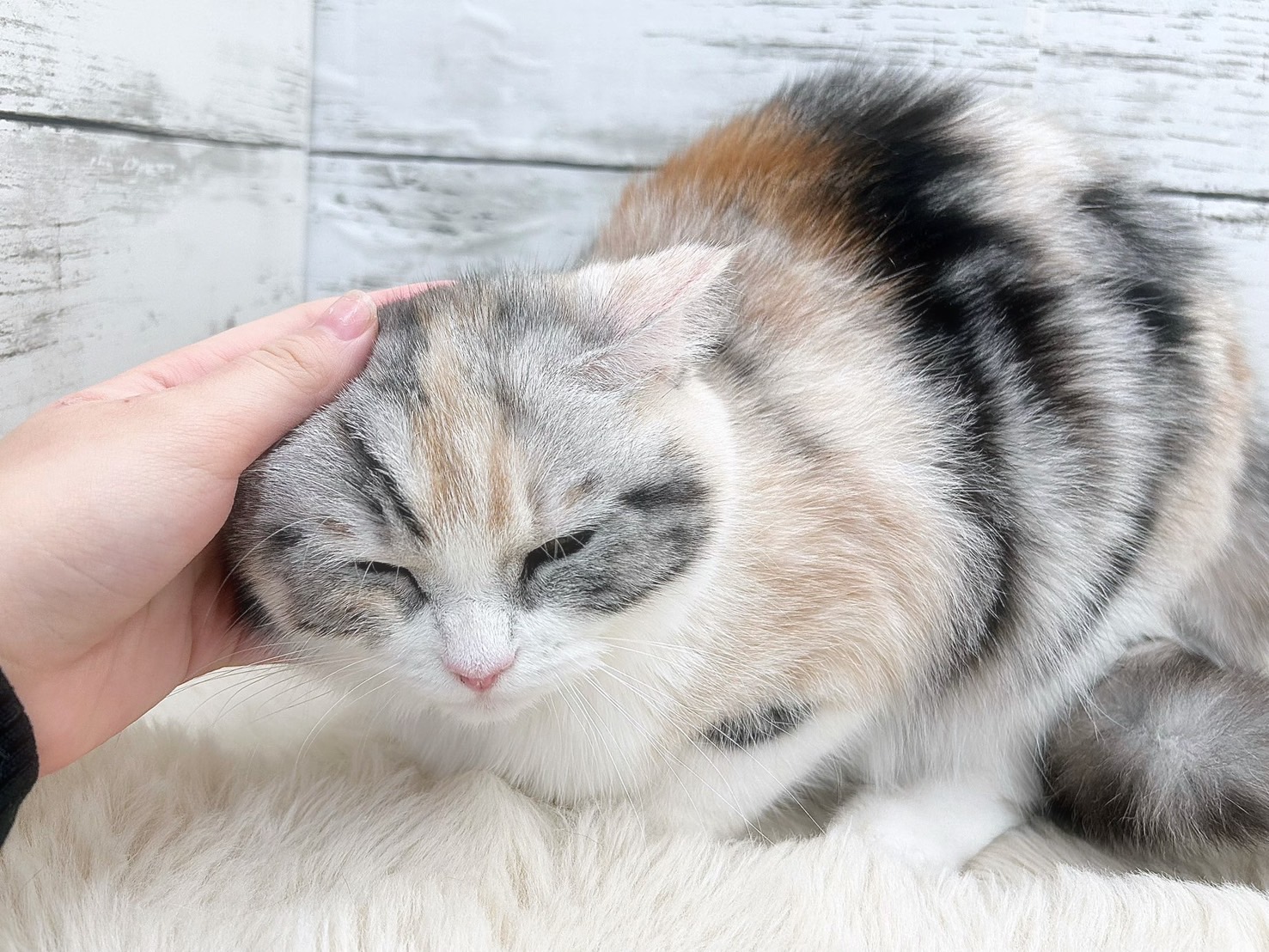 新潟県のミヌエット (かねだいペットトライアル魚沼/2025年6月18日生まれ/女の子/シルバーパッチドタビーホワイト)の子猫の3枚目の画像