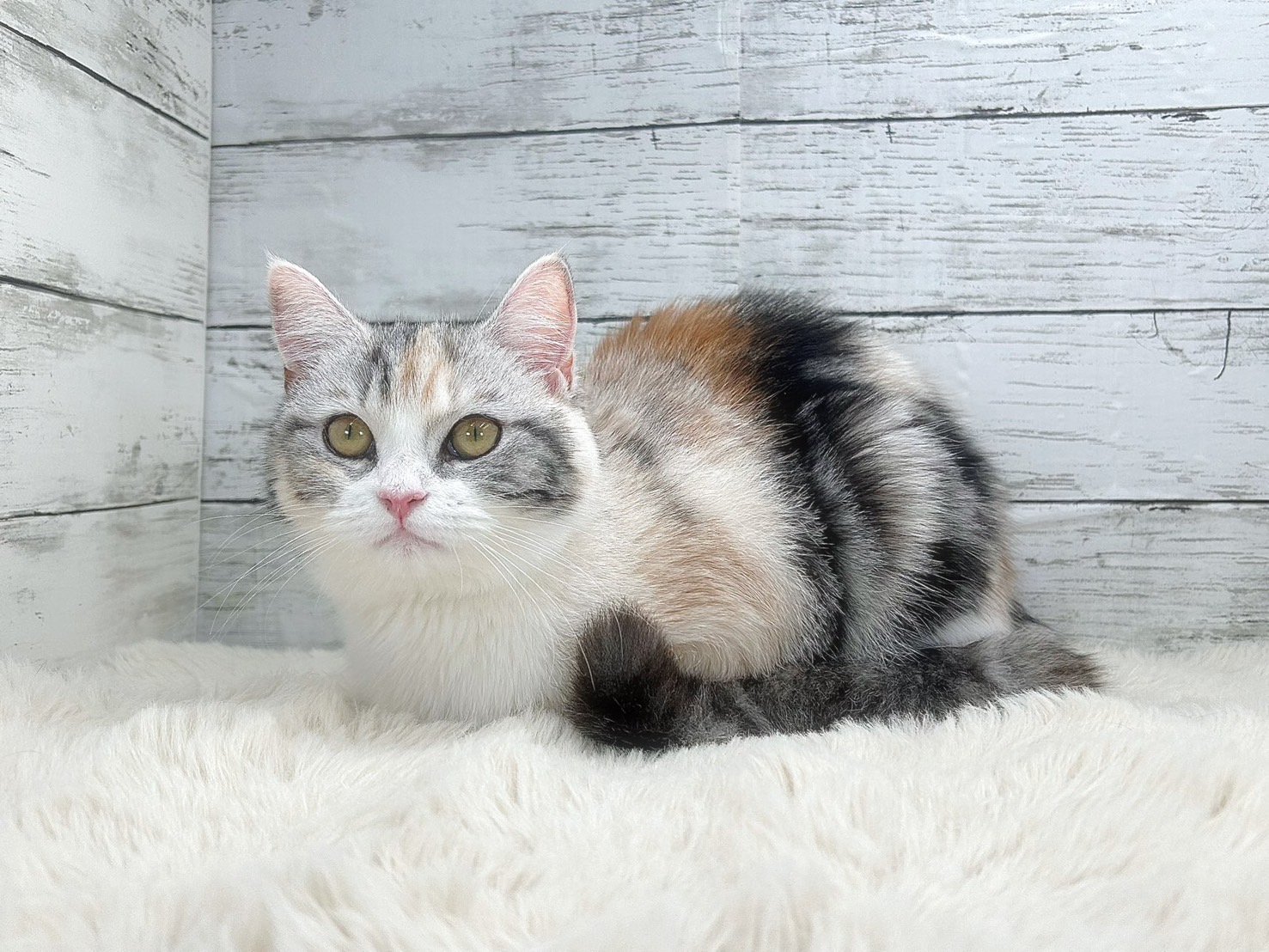新潟県のミヌエット (かねだいペットトライアル魚沼/2025年6月18日生まれ/女の子/シルバーパッチドタビーホワイト)の子猫の4枚目の画像