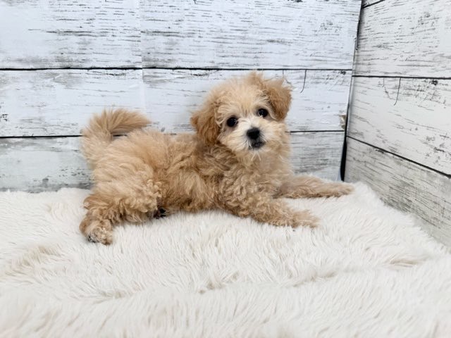 新潟県のマルプー(マルチーズ×プードル) (かねだいペットトライアル魚沼/2025年12月15日生まれ/女の子/アプリコット)の子犬の1枚目の画像